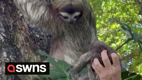 Adorable moment baby sloth is reunited with mum after it was found crying on a beach