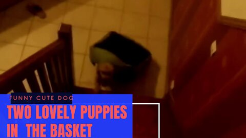 funny hidden lovely dog hide itself inside a basket