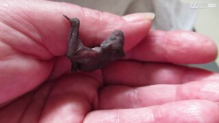 Sauvetage d'une mini chauve-souris