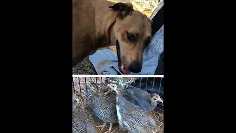 Long discussion about guinea fowl keets and training dogs. Jerry, Kramer, Elaine and George