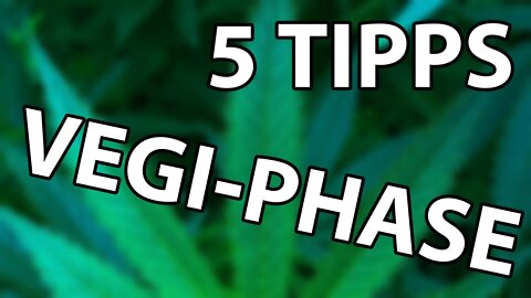 5 TIPPS FÜR DIE VEGIPHASE DIE EUREN HOMEGROW VERBESSERN