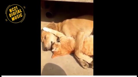 Funny Videos of Dogs, Cats, other Animals, Dog and Cat sleeping Embraced