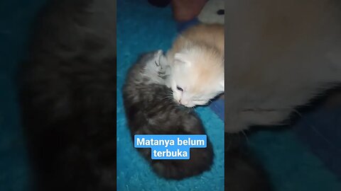 2 anak kucing baru bangun tidur.. #short #kucingmeong #kucinglucu #kucingimut #kittensmeowing