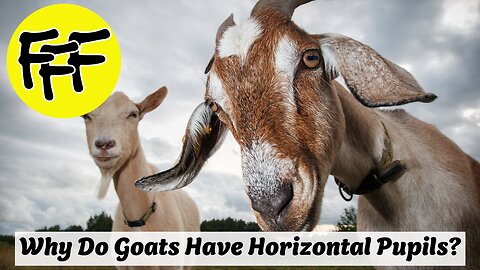 Why Do Goats Have Horizontal Pupils?