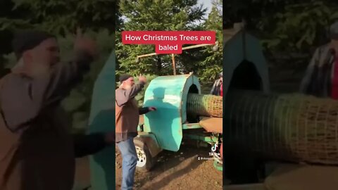 How Christmas trees are packed and baled after harvest. #christmas #tree #trees #harvest #oregon