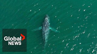 Using AI and an eye from space to keep whales safe