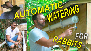 NEVER WATER Your Rabbits Again!!!