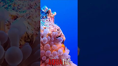 🌊 #AQUATIC - Clownfish Peeking through Coral's Embrace Beneath the Blue Expanse 🦈