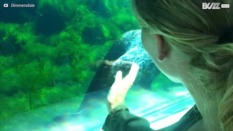 Foca gioca con i visitatori dell'oceanario