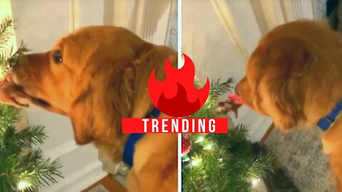 Golden Retriever "helps" decorate Christmas tree #trending