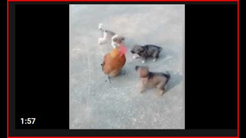 Chicken VS Dog Fight - Funny Dog Fight Videos