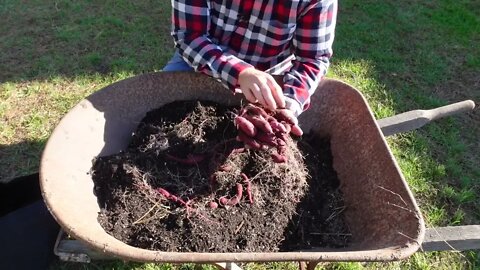 Sweet potato grow bag harvest