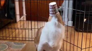 Dog finds intriguing way of licking cream from coffee cup