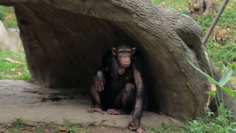 Chimpanzee sits under the huge tree in the zoo