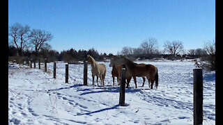 The four KS kp mares at foster in NE