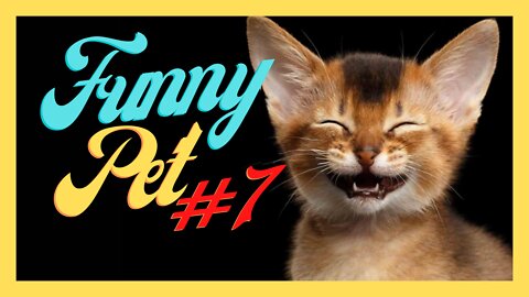 Funny Pet #7