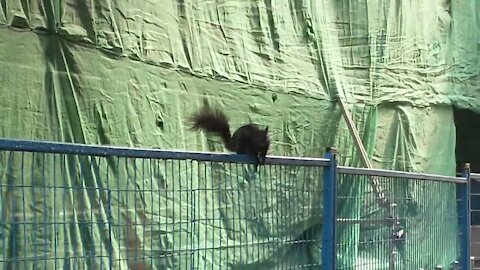 Urban Animals - Squirrel Runs Atop Construction Fence