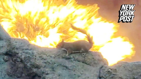 Squirrel vs. volcano! Disney goers go 'nuts' over fiery scene