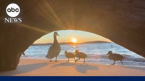 Family of ducks photobomb beautiful sunset shot| RN
