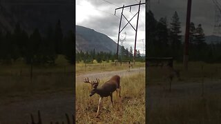 #buck #deer #hunting #wildlife #wildernessliving #livingthedream #montana #homesteading #nature