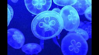 Diver swims with thousands of jellyfish