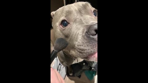 Pretty pit bull receives super adorable beauty treatment