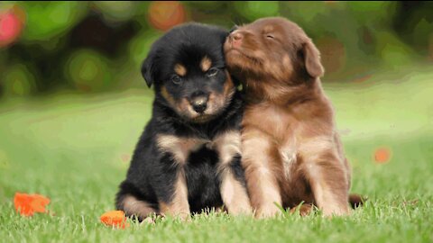 Sweet loving cute puppies play on the grass