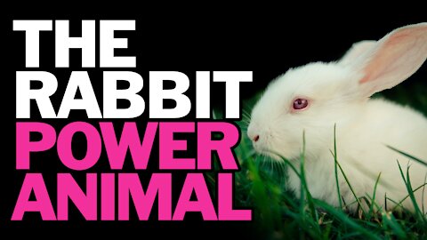 The Rabbit Power Animal