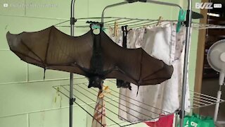 Des bébés chauves-souris s'installent sur une corde à linge