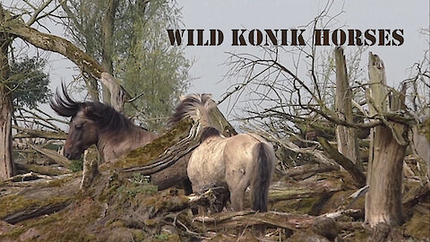 Wild horses are demonstrating powerful air kicks to impress