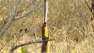 Mongoose Uses Snake as a Swing