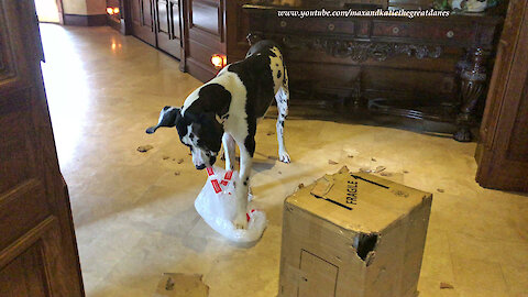 Funny Great Dane Puppy Loves to Pop Bubble Wrap ~ Cat Watches in Disbelief