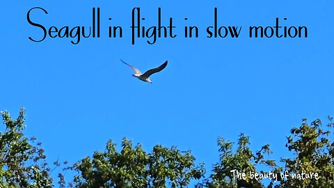 Seagull flight in slow motion / beautiful bird in flight / beautiful video with music.