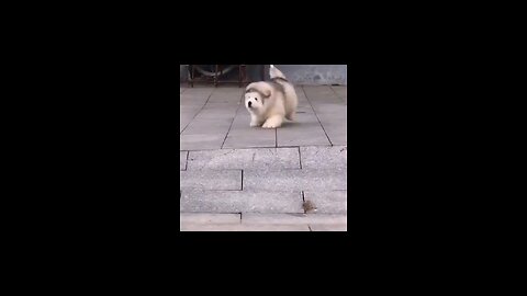 cute dog funny video