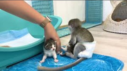 Mom it is my kitten!" - baby monkey Susie is worried and does not give kitten, hugging him