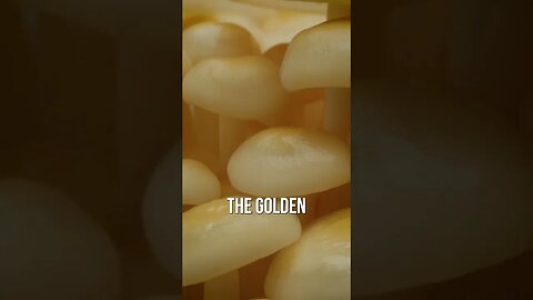 🍄 golden enoki mushroom #shorts