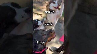 Three Whole Friends!!! #dog #shorts #funnydogs #funnyanimals #cute #friends