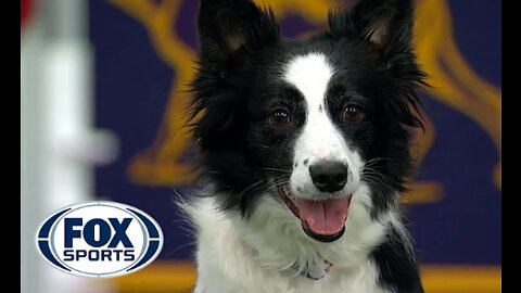 Watch 5 of the best WKC Dog Show moments to celebrate National Puppy Day | FOX SPORTS