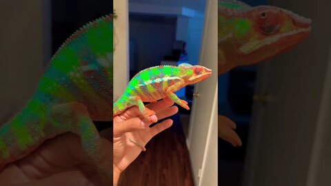 My New COLORFUL Panther Chameleon Marz! 🌈🦎
