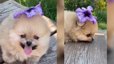 Cute and funny dog videos | Cute pomeranians compilation VarietyFusion