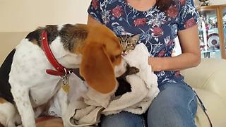 Beagle helps owner dry off kitten after bath