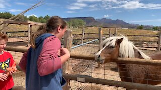 Careful, alpacas spit, watch out