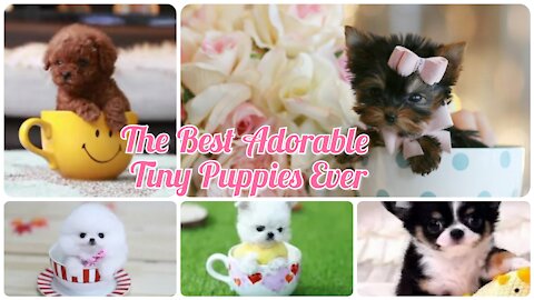 🥰😘The Best Adorable Tiny Puppies Ever