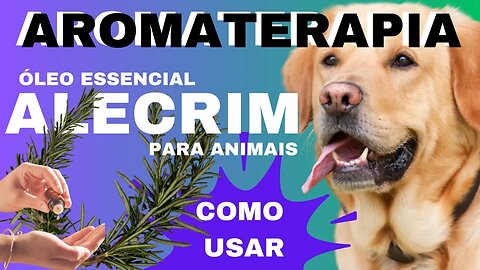 AROMATERAPIA PARA ANIMAIS | ÓLEO ESSENCIAL DE ALECRIM | COMO USAR PARA CÃES