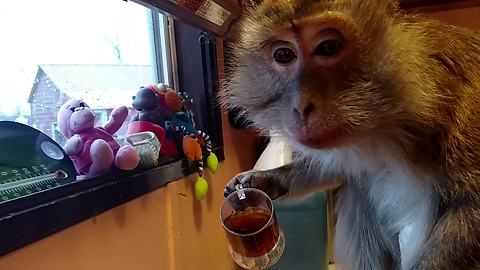 Monkey starts her day with cup of coffee