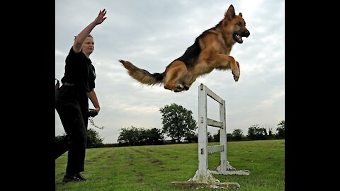 Easiest guard dog training