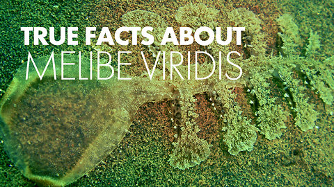 True Facts About Melibe Viridis