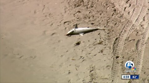 Dead shark, ray with fins cut off found on Delray Beach