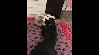 Ragdoll Cat And Doggy Best Friend Adorably Play Together
