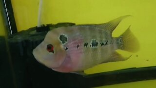 Flowerhorn fish female